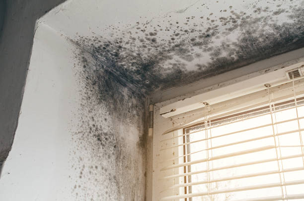Affordable Mold Inspection And Testing solutions in Kingston, NJ